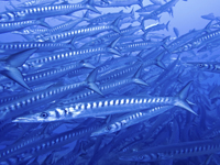 School of Barracuda